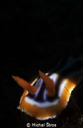 Chromodoris sp., nudibranchia by Michal Štros 